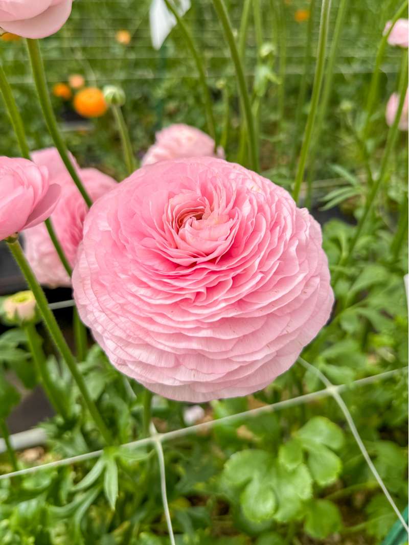 Ranunkel 'Elegance® Rosa Chiaro'